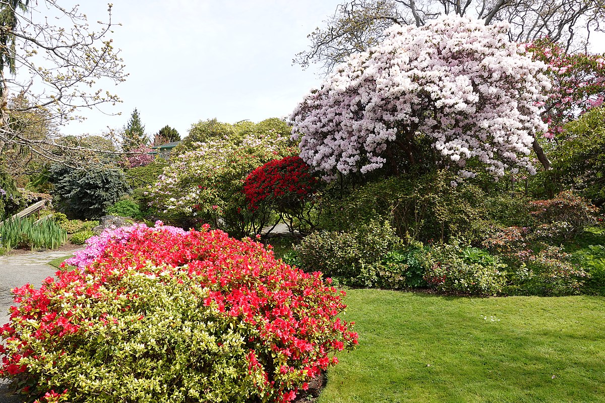 Rhododendrons_at_Abkhazi_Garden,_May_2022