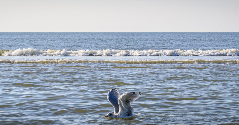 20241005-08-Seagul-swimming-in-the-sea-764x400.jpg