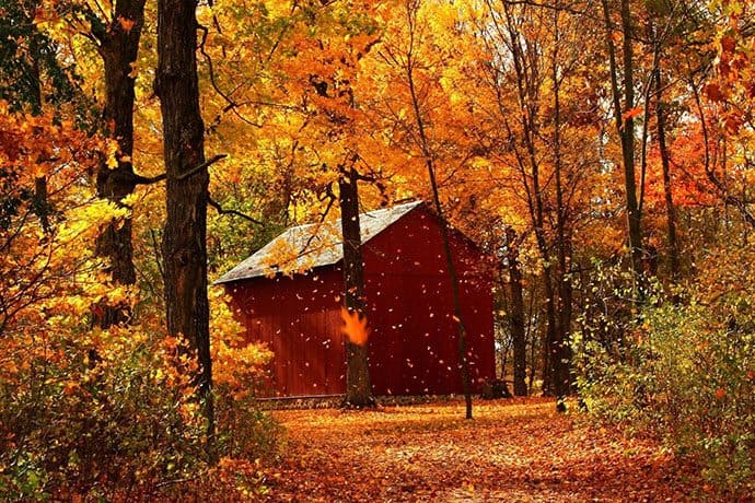 November scene of trees and a red shed