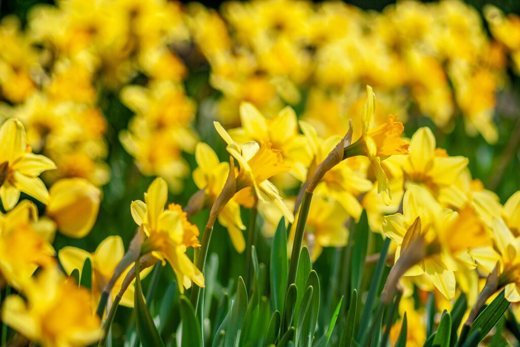 a field of daffodils