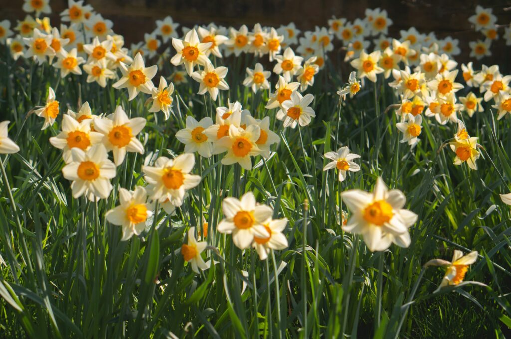 daffodils